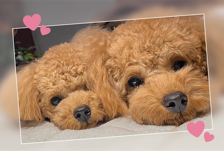 並んで寝そべる2匹のプードルの顔アップ写真（ハート装飾付き）