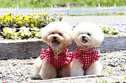 モモエちゃん&プリンちゃん