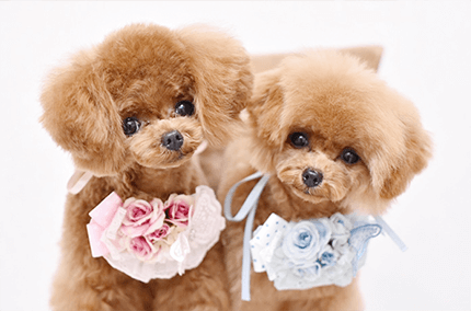 Hanaちゃん&Lunaちゃん