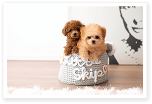 かごの中に仲良く並んで入っている2匹の子犬