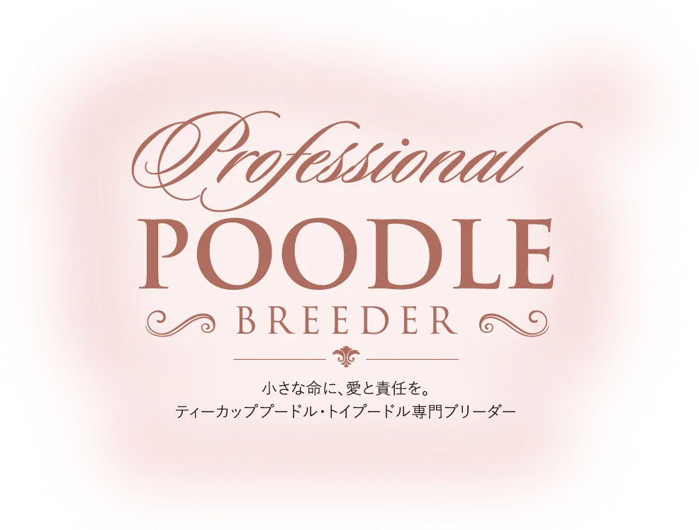 Little Skip リトルスキップ プードルブリーダー 神戸元町　小さな命に、愛と責任を。ティーカッププードル・トイプードル専門ブリーダー。