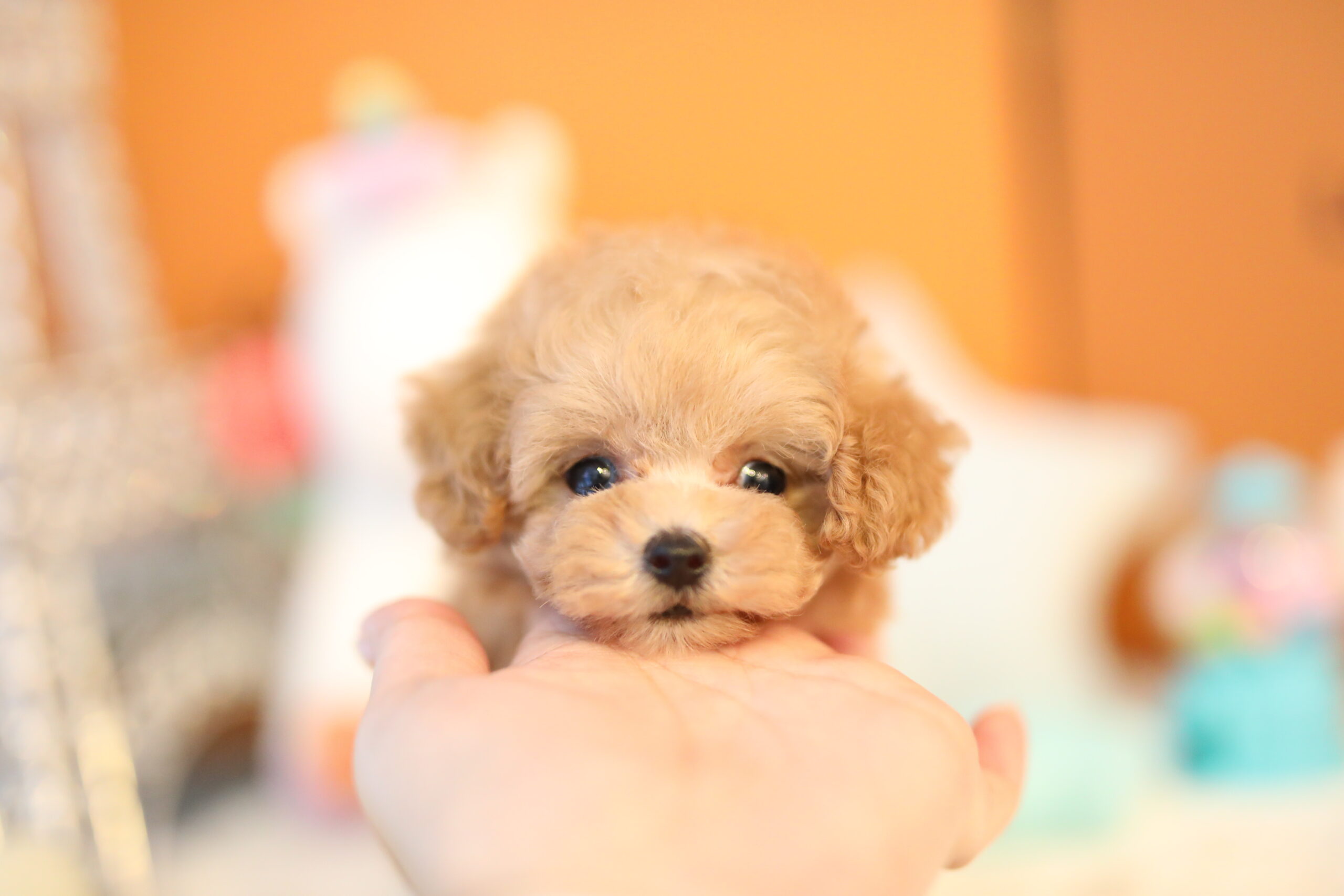 ティーカッププードルアプリコット女の子 ティーカッププードルのリトルスキップ ティーカッププードルアプリコット女の子 ティーカッププードルのリトルスキップ