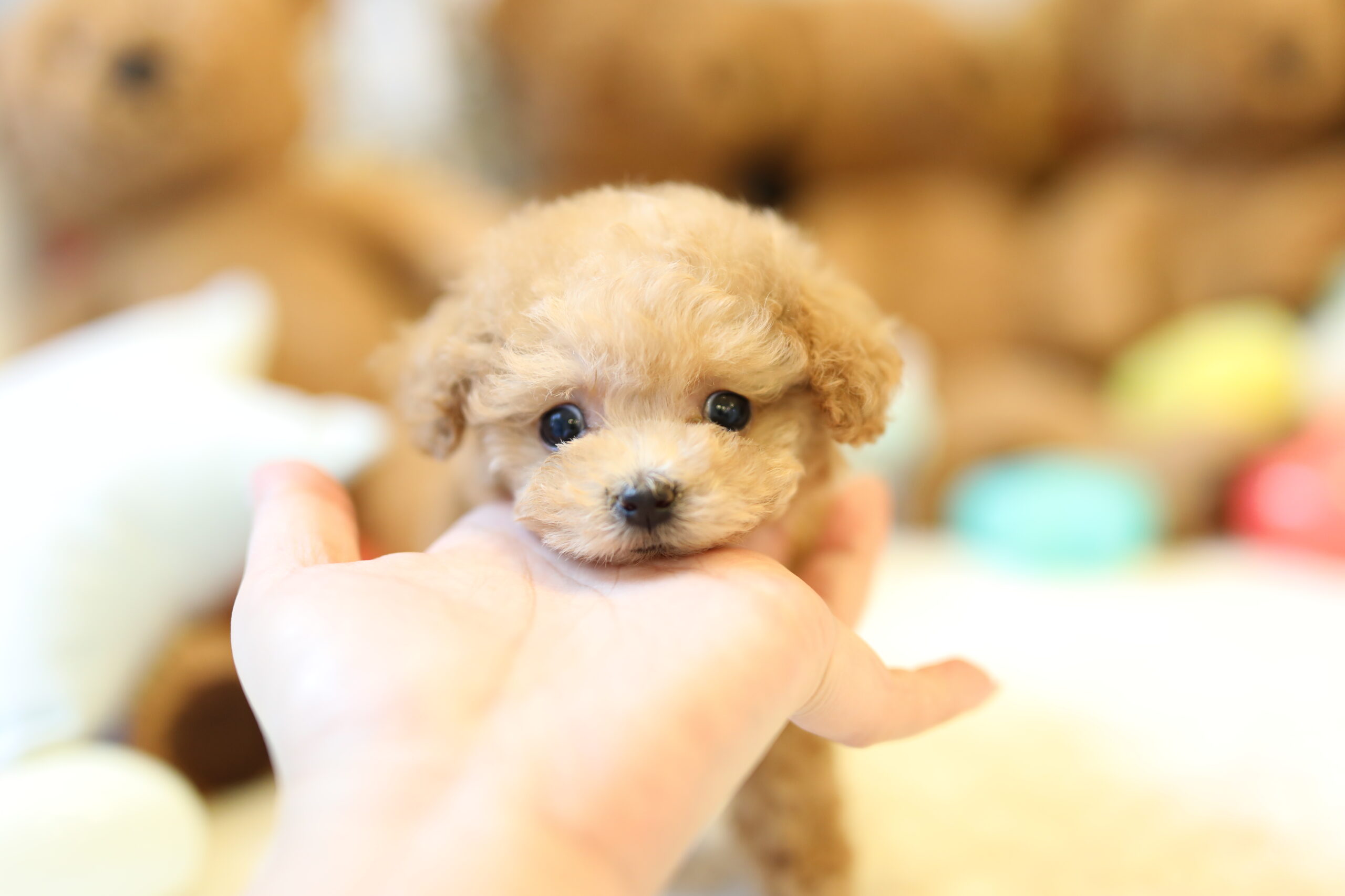 もふもふ。トイプードルちゃんトップノット♡アプリコットプードルちゃん。 もふもふ様専用。トイプードルちゃんトップノット♡アプリコット