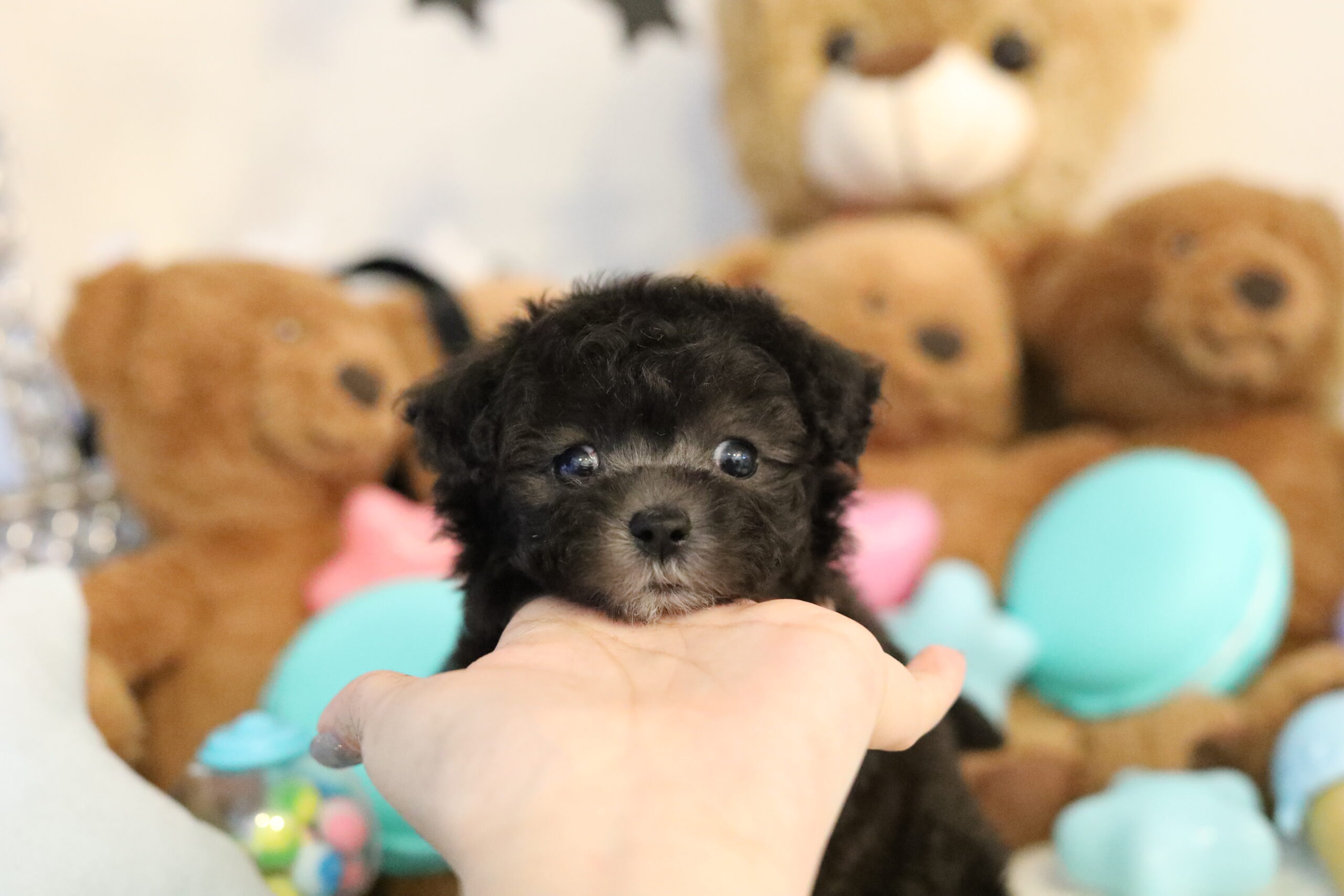 ティーカッププードル シルバー 女の子 ビジュちゃん ティーカッププードルのリトルスキップ