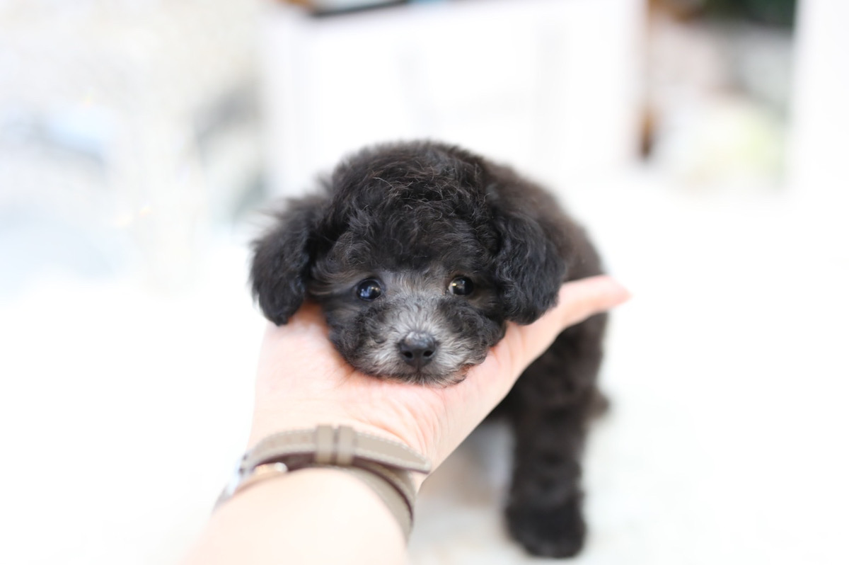 ティーカッププードル シルバー 女の子 ティーカッププードルのリトルスキップ