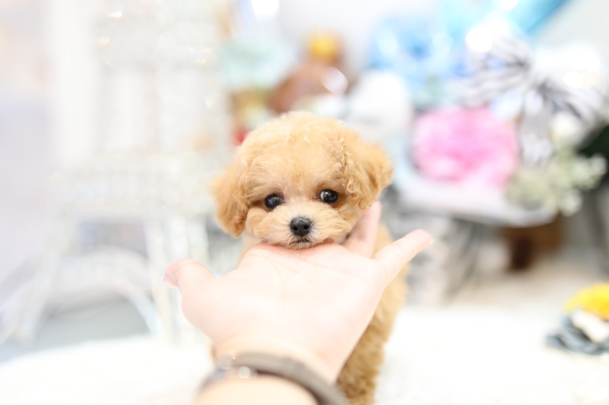 もふもふ。トイプードルちゃんトップノット♡アプリコットプードルちゃん。 ロイヤルティーカッププードル アプリコット 女の子 | ティーカップ