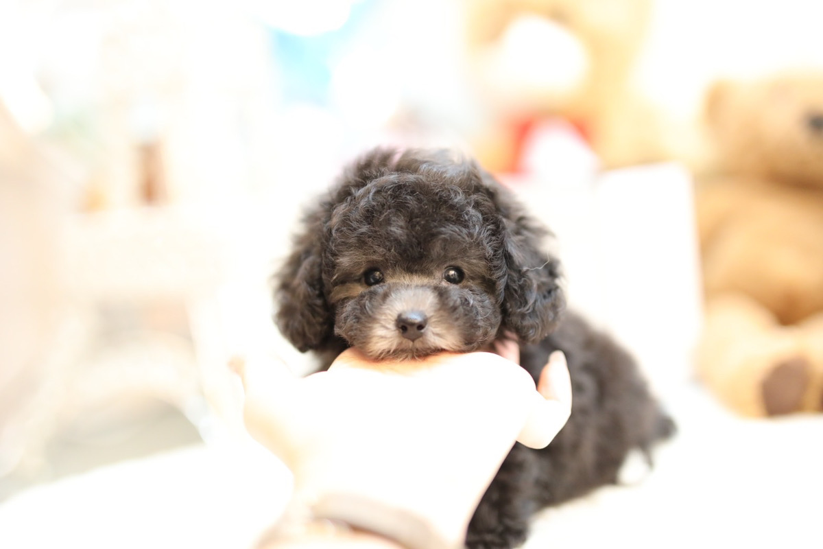 ティーカップ 小さめタイニープードル シルバー 男の子 ティーカッププードルのリトルスキップ