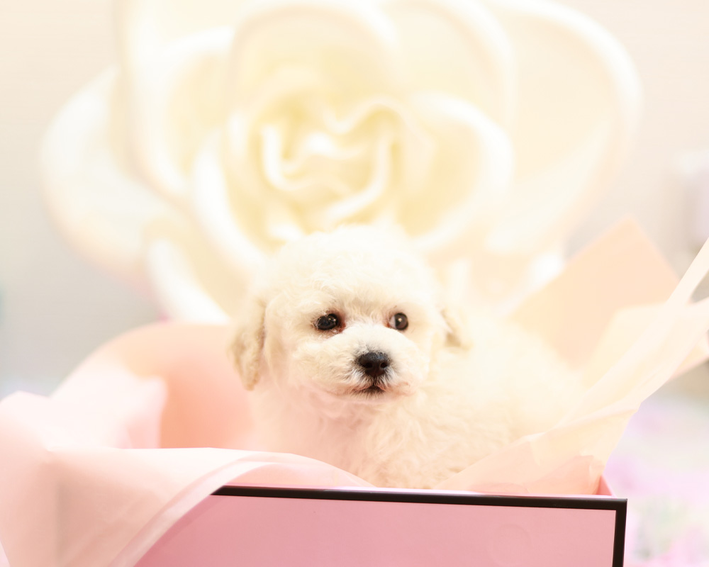 ティーカップ〜タイニープードル クリーム(ペール・フォーン) 男の子 (仮ネーム)花火くん