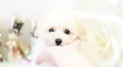 タイニープードル ホワイト女の子 3636(仮ネーム)りりあちゃん