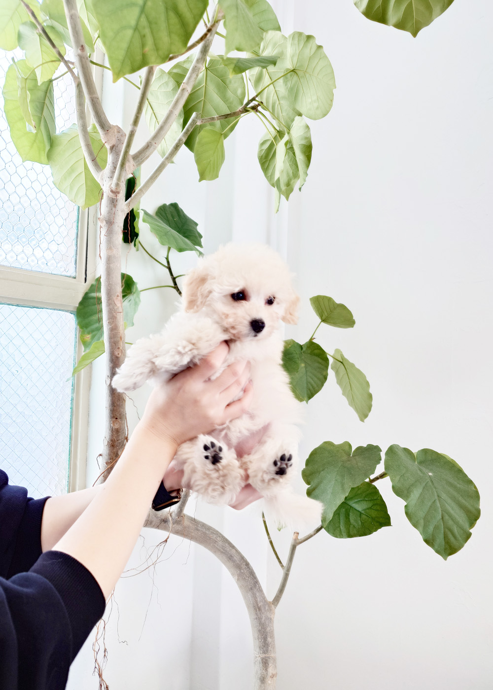 タイニープードル ホワイト女の子 (仮ネーム)りりあちゃん