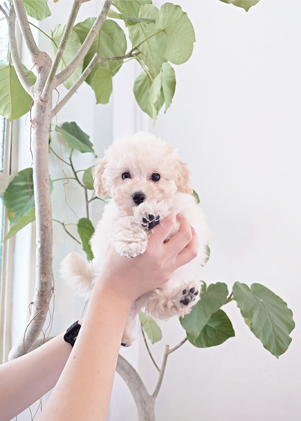 タイニープードル ホワイト女の子 (仮ネーム)りりあちゃん