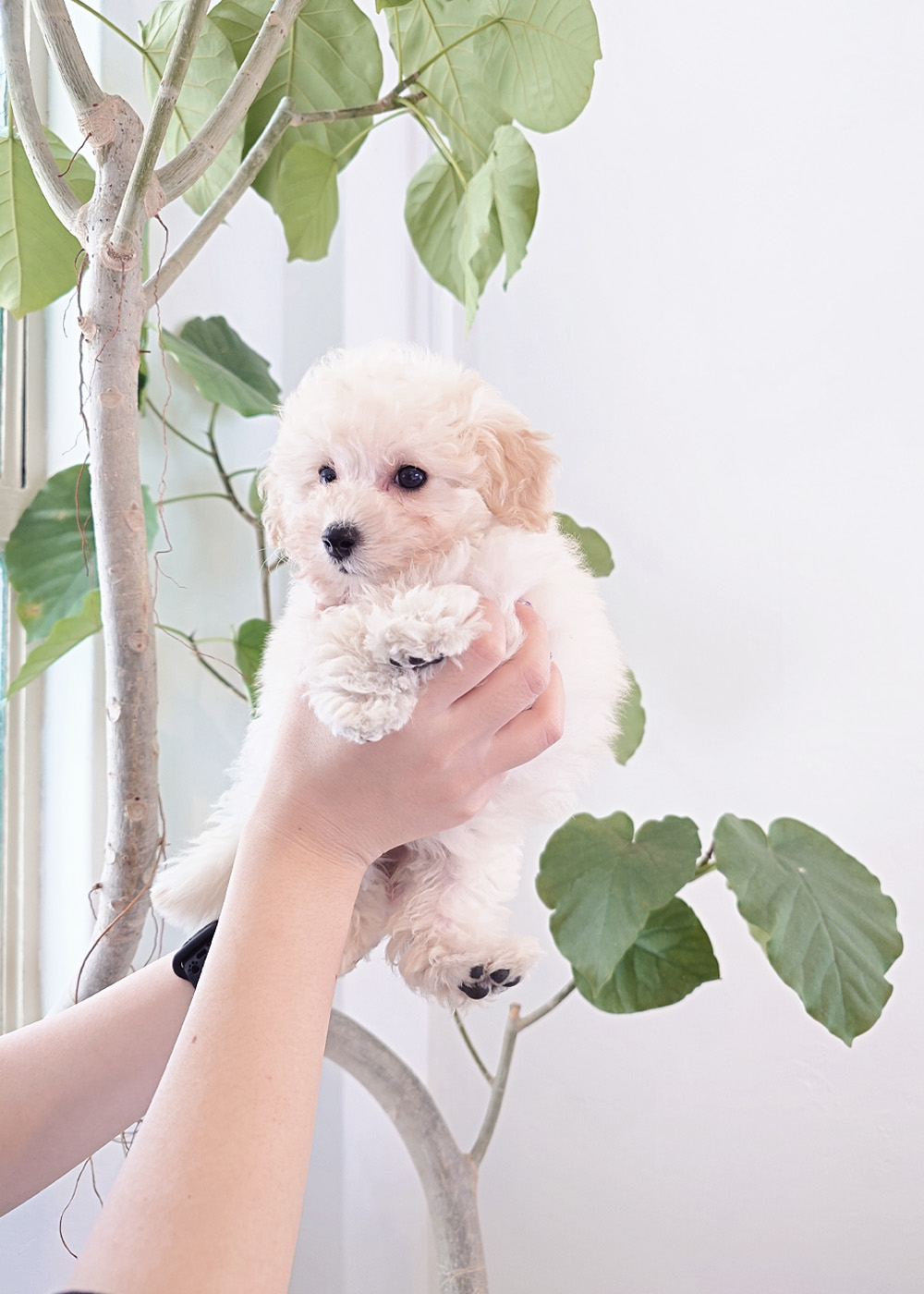 タイニープードル ホワイト女の子 (仮ネーム)りりあちゃん