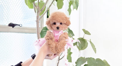 ティーカップ〜タイニープードル アプリコット（オレンジ・フォーン）女の子 3634(仮ネーム)あいらちゃん