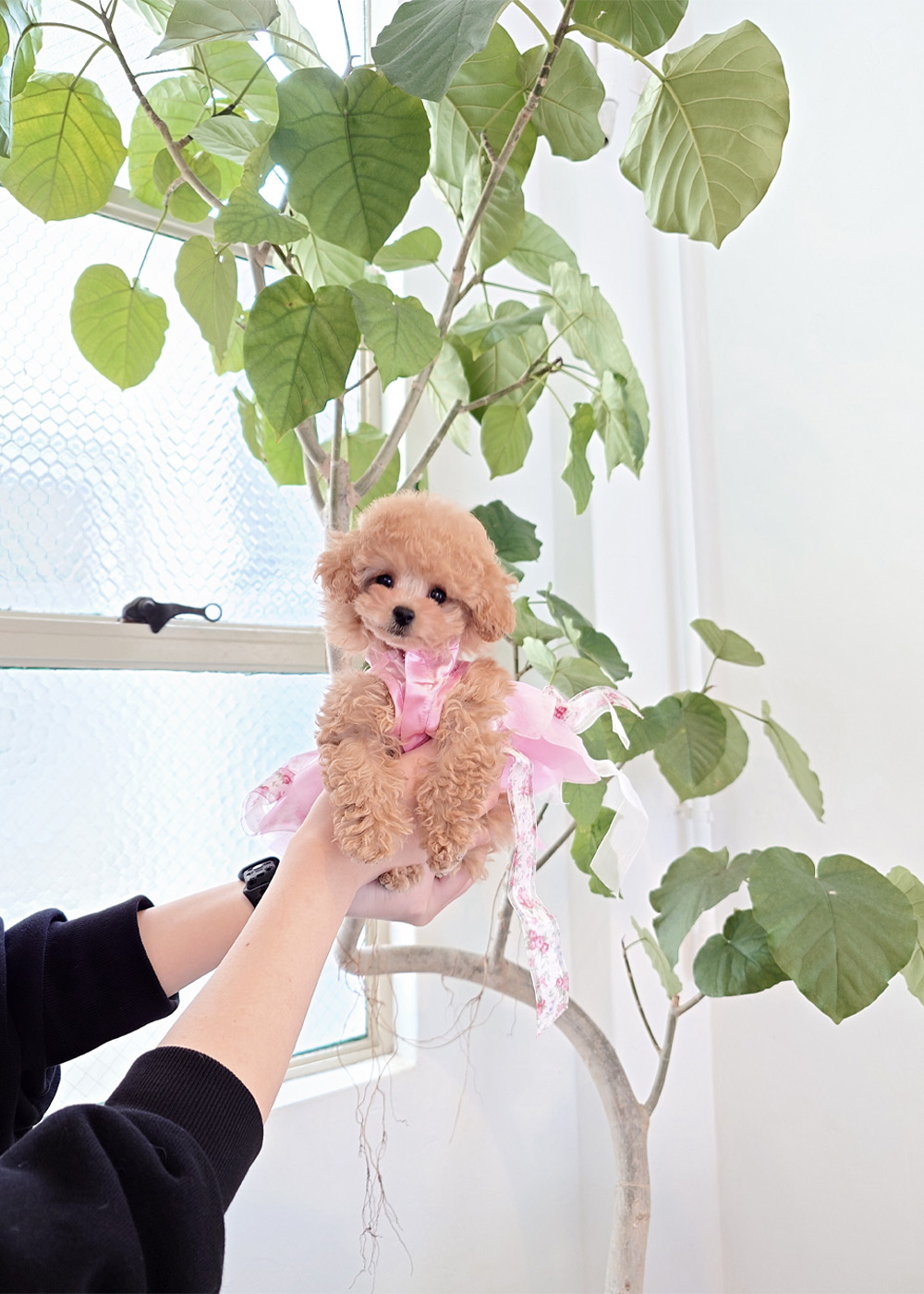 ティーカップ〜タイニープードル アプリコット(オレンジ・フォーン)女の子 (仮ネーム)あいらちゃん