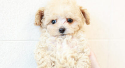 ティーカップ〜タイニープードル クリーム（ペール・フォーン）男の子 3635(仮ネーム)ジーンくん