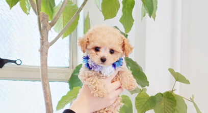 ティーカップ〜タイニープードル クリーム（ペール・フォーン）男の子 3635(仮ネーム)ジーンくん