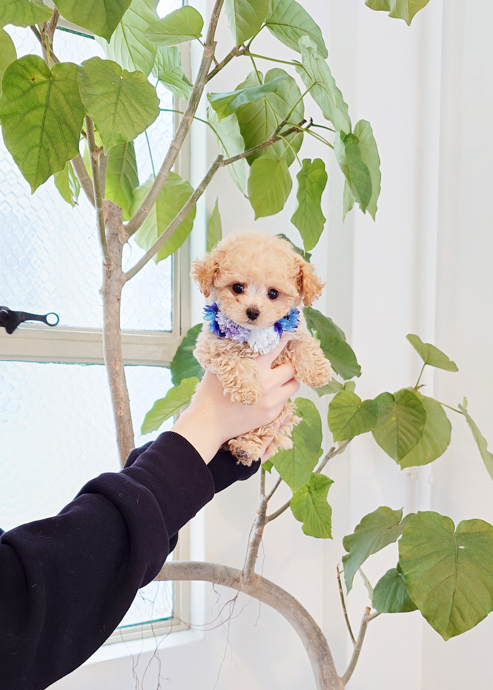 ティーカップ〜タイニープードル クリーム(ペール・フォーン)男の子 (仮ネーム)ジーンくん