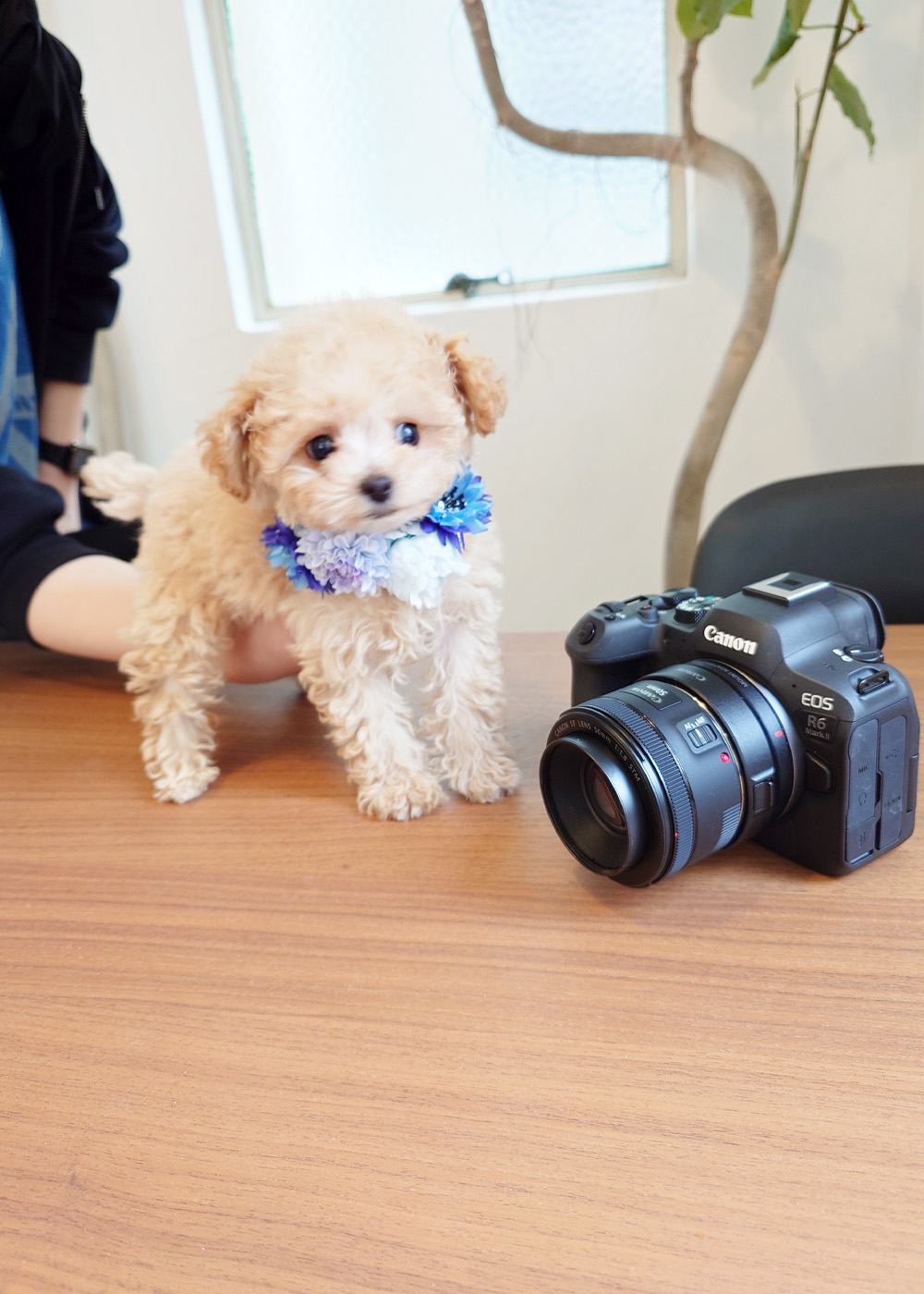 ティーカップ〜タイニープードル クリーム(ペール・フォーン)男の子 (仮ネーム)ジーンくん