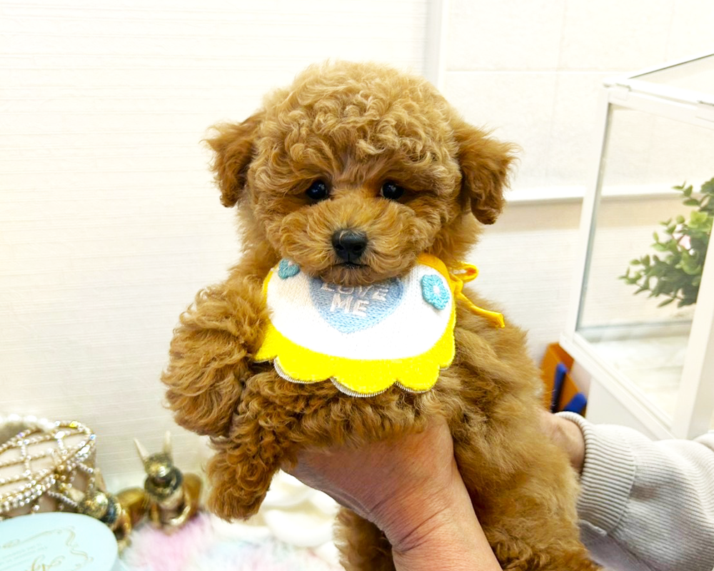 タイニープードル アプリコット（オレンジ・フォーン）男の子 (仮ネーム)チップくん