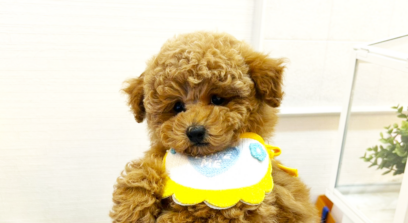 タイニープードル アプリコット（オレンジ・フォーン）男の子 3637(仮ネーム)チップくん