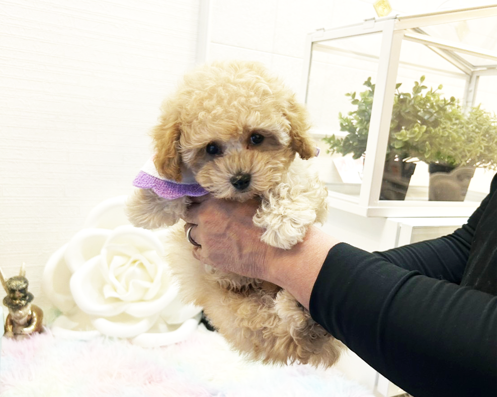 タイニープードル クリーム（ペール・フォーン）男の子　(仮ネーム)ポテトくん