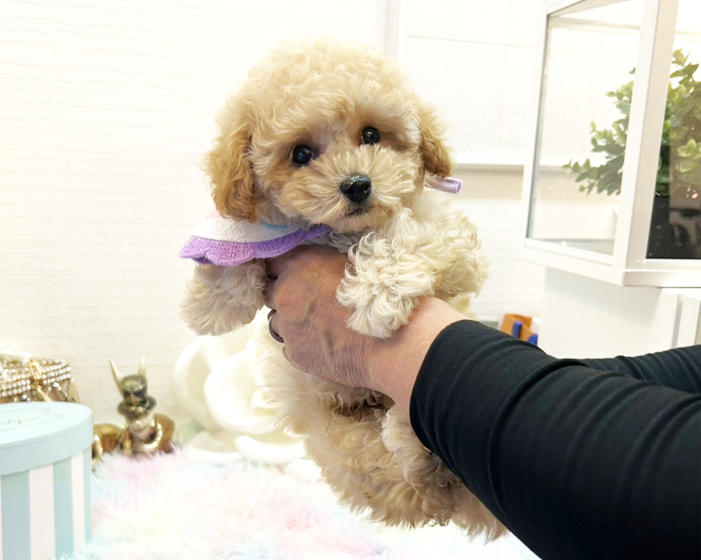 タイニープードル クリーム（ペール・フォーン）男の子　(仮ネーム)ポテトくん