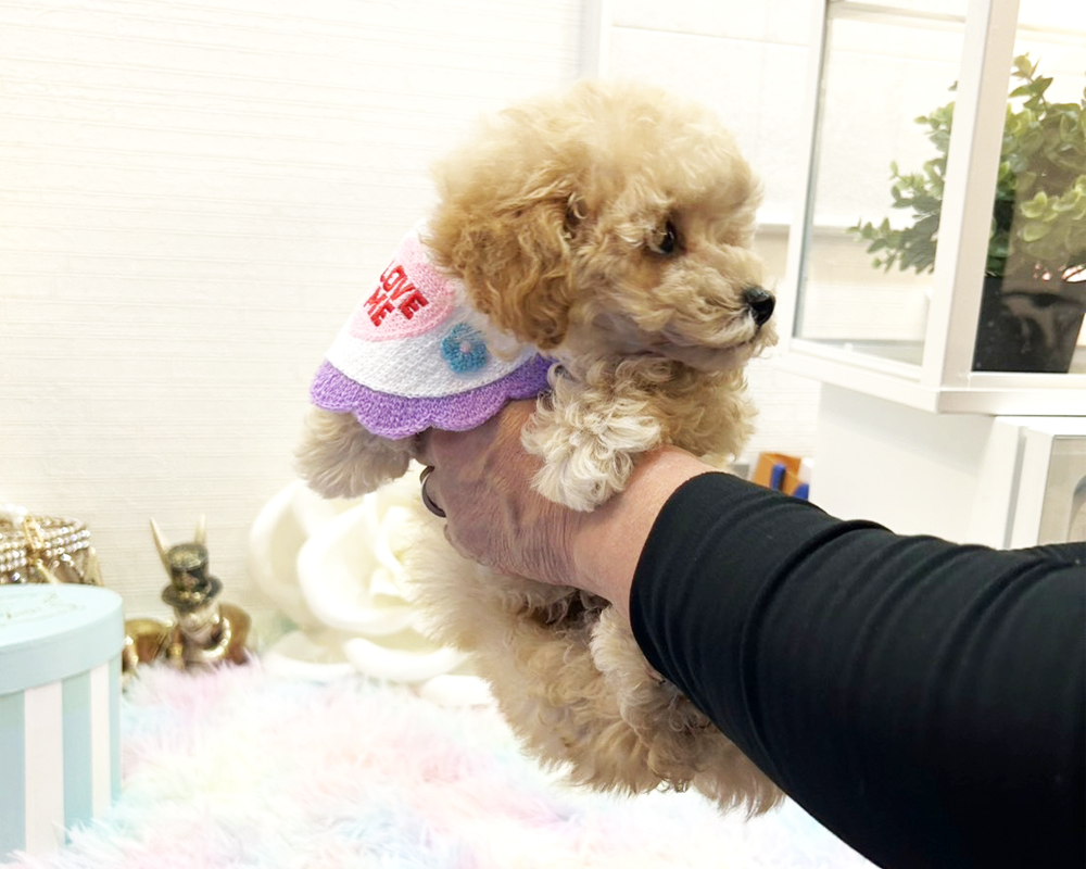 タイニープードル クリーム（ペール・フォーン）男の子　(仮ネーム)ポテトくん