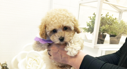 タイニープードル クリーム（ペール・フォーン）男の子 3636(仮ネーム)ポテトくん