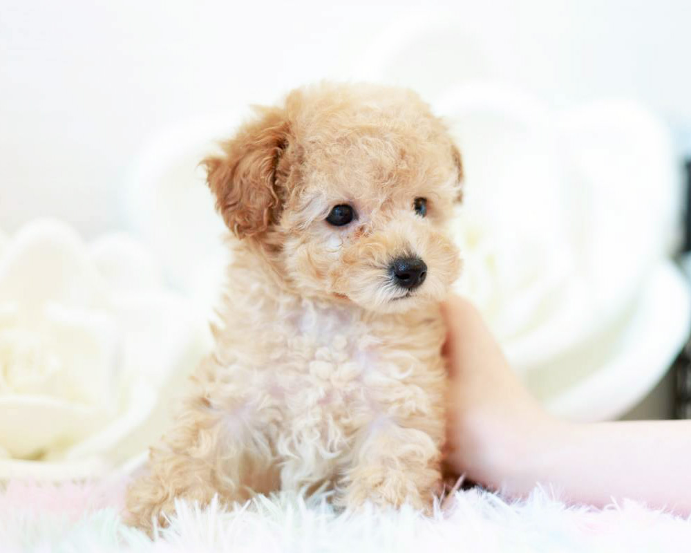 ティーカップ〜小さめタイニープードル アプリコット（オレンジ・フォーン）男の子 (仮ネーム)ミニレモンくん