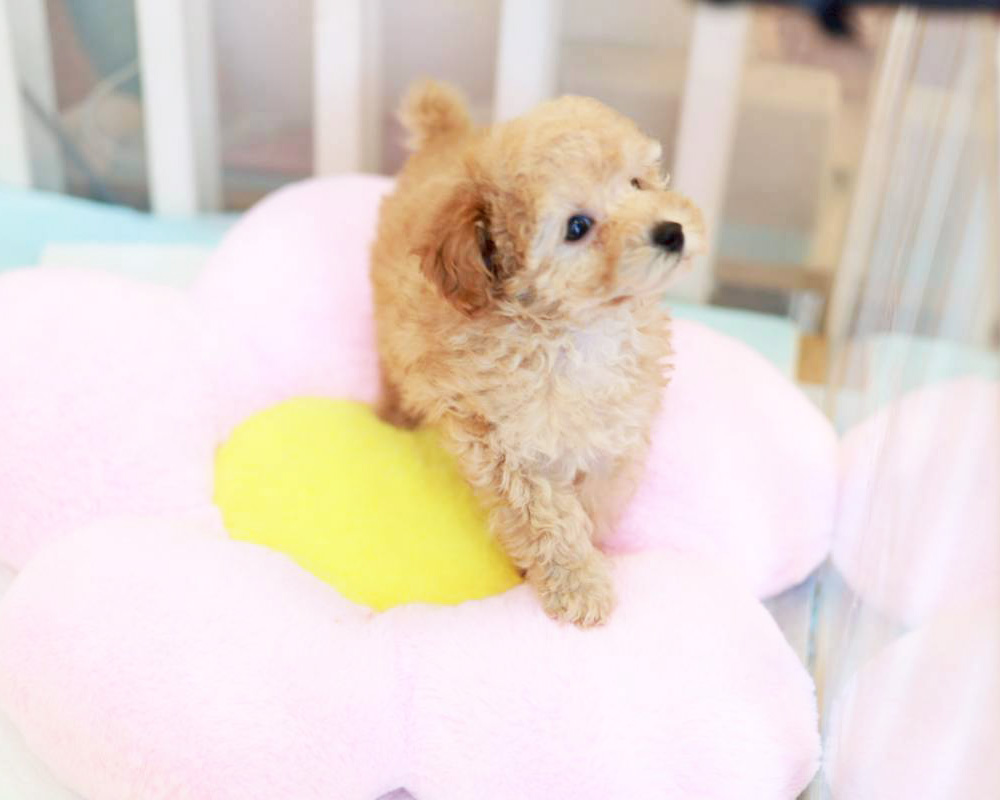 ティーカップ〜小さめタイニープードル アプリコット（オレンジ・フォーン）男の子 (仮ネーム)ミニレモンくん