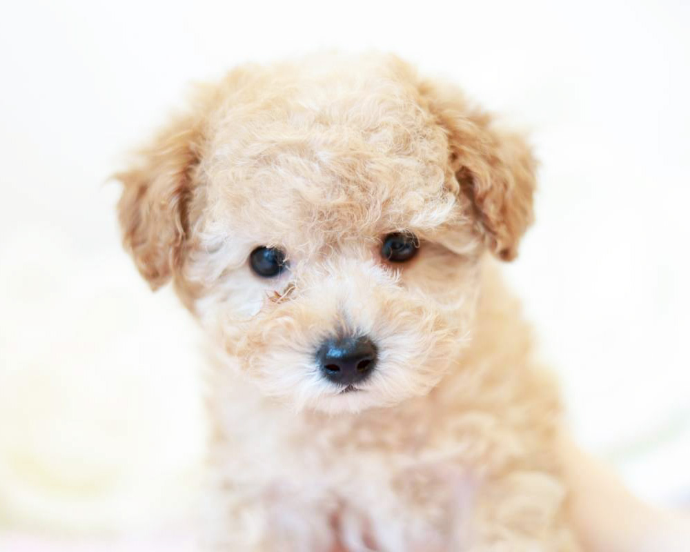 ティーカップ〜小さめタイニープードル アプリコット（オレンジ・フォーン）男の子 (仮ネーム)ミニレモンくん