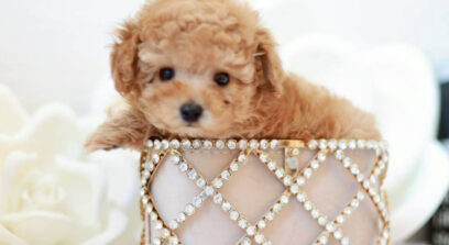 ティーカップ〜小さめタイニープードル アプリコット（オレンジ・フォーン）男の子 3640(仮ネーム)ミニライムくん