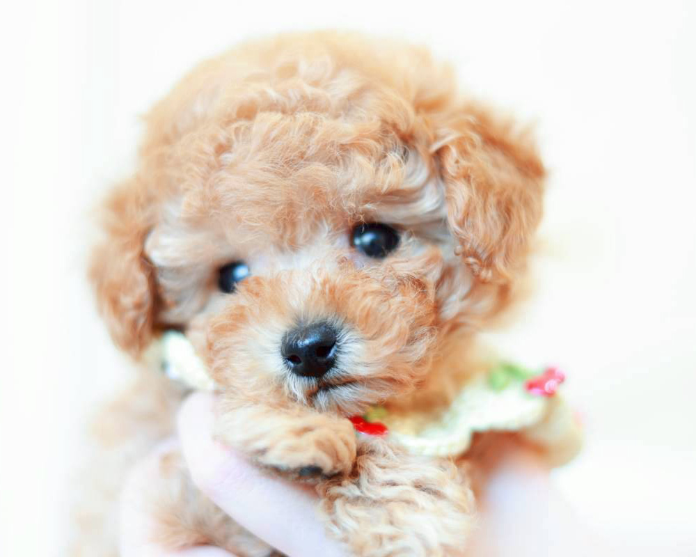 ティーカップ〜小さめタイニープードル アプリコット（オレンジ・フォーン）男の子 (仮ネーム)ミニライムくん