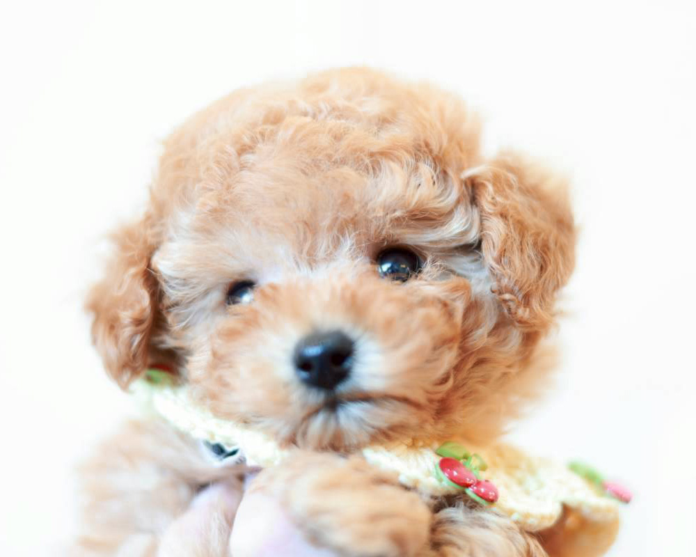 ティーカップ〜小さめタイニープードル アプリコット（オレンジ・フォーン）男の子 (仮ネーム)ミニライムくん