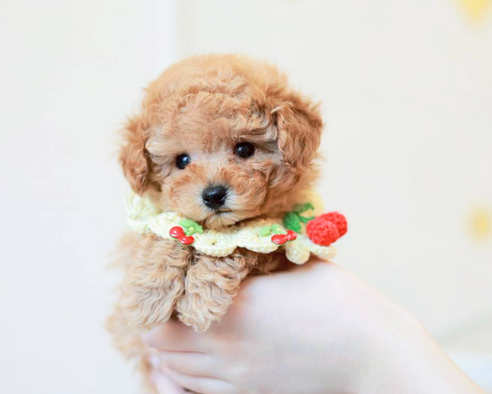 ティーカップ〜小さめタイニープードル アプリコット（オレンジ・フォーン）男の子 (仮ネーム)ミニライムくん