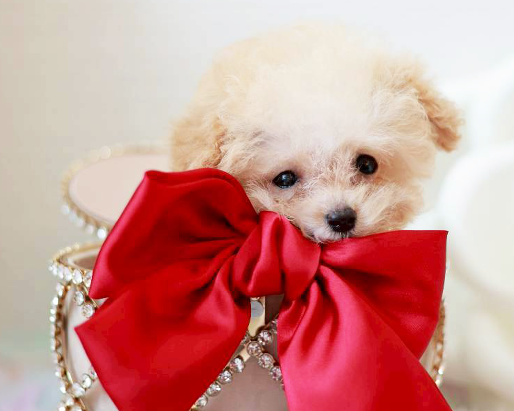 ティーカップ~小さめタイニープードル クリーム(ペール・フォーン)男の子 (仮ネーム)プリンくん