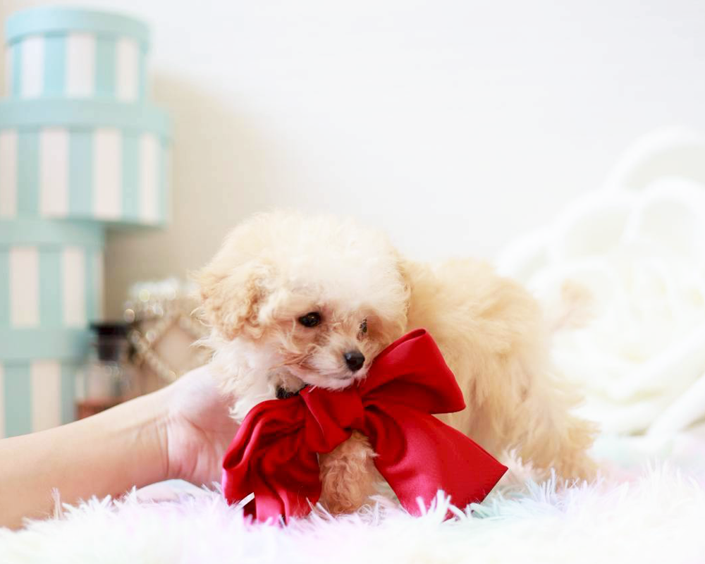 ティーカップ~小さめタイニープードル クリーム(ペール・フォーン)男の子 (仮ネーム)プリンくん