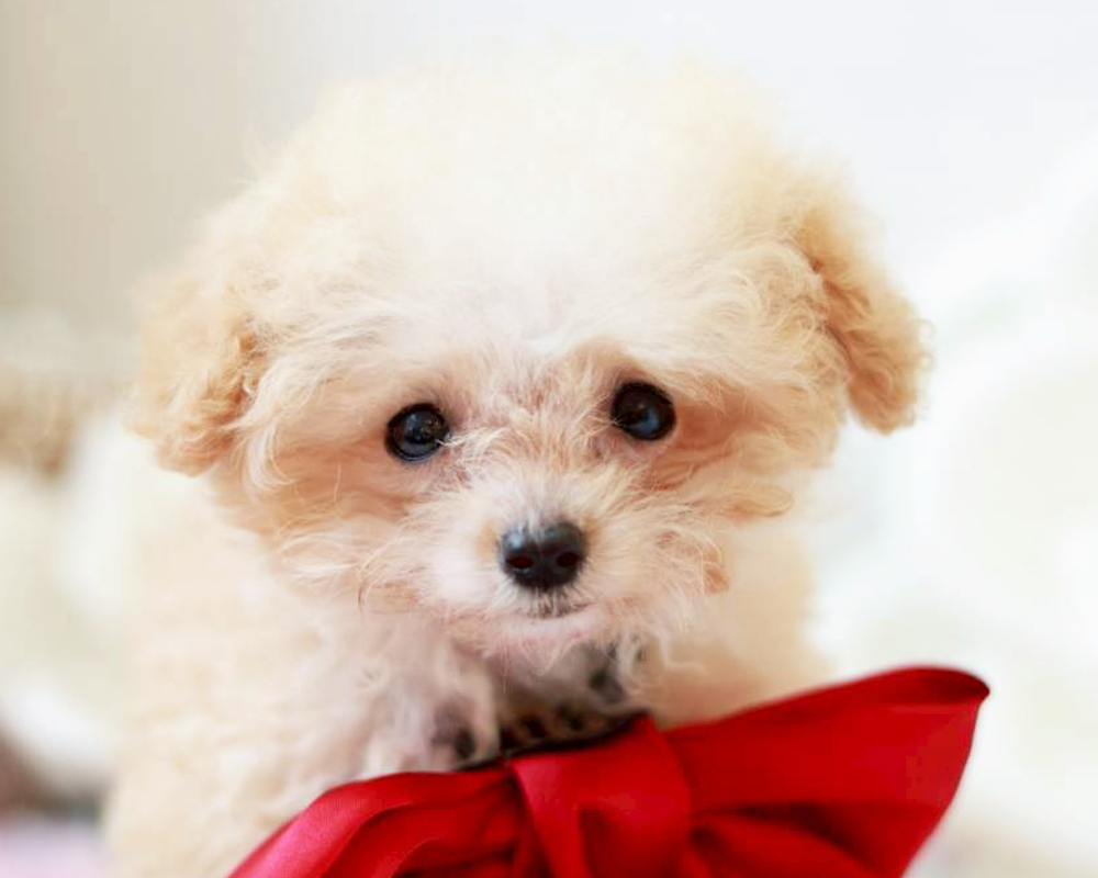 ティーカップ~小さめタイニープードル クリーム(ペール・フォーン)男の子 (仮ネーム)プリンくん