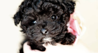 ティーカップ〜小さめタイニープードル ブラック女の子 3638(仮ネーム)ラピスちゃん