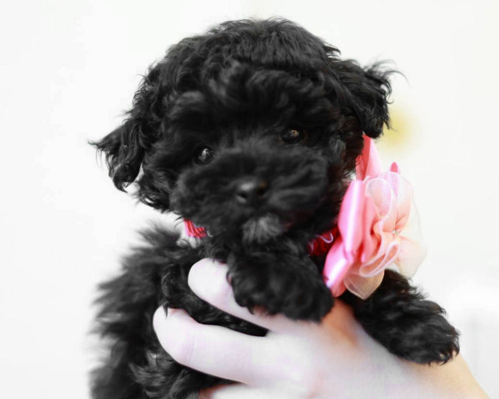 ティーカップ〜小さめタイニープードル ブラック女の子 (仮ネーム)ラピスちゃん