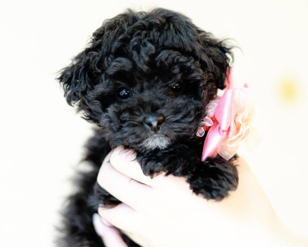 ティーカップ〜小さめタイニープードル ブラック女の子 (仮ネーム)ラピスちゃん