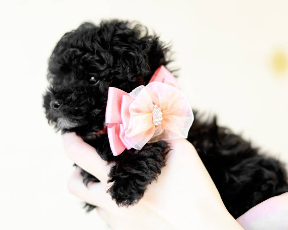 ティーカップ〜小さめタイニープードル ブラック女の子 (仮ネーム)ラピスちゃん