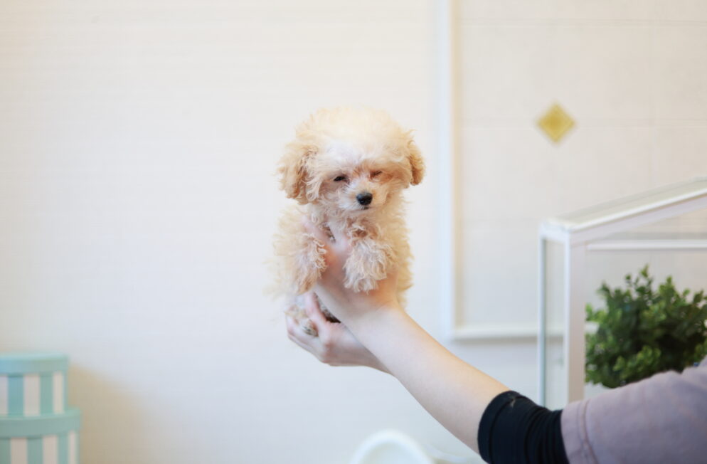 ティーカップ～小さめタイニープードル クリーム（ペール・フォーン）男の子 (仮ネーム)プリンくん