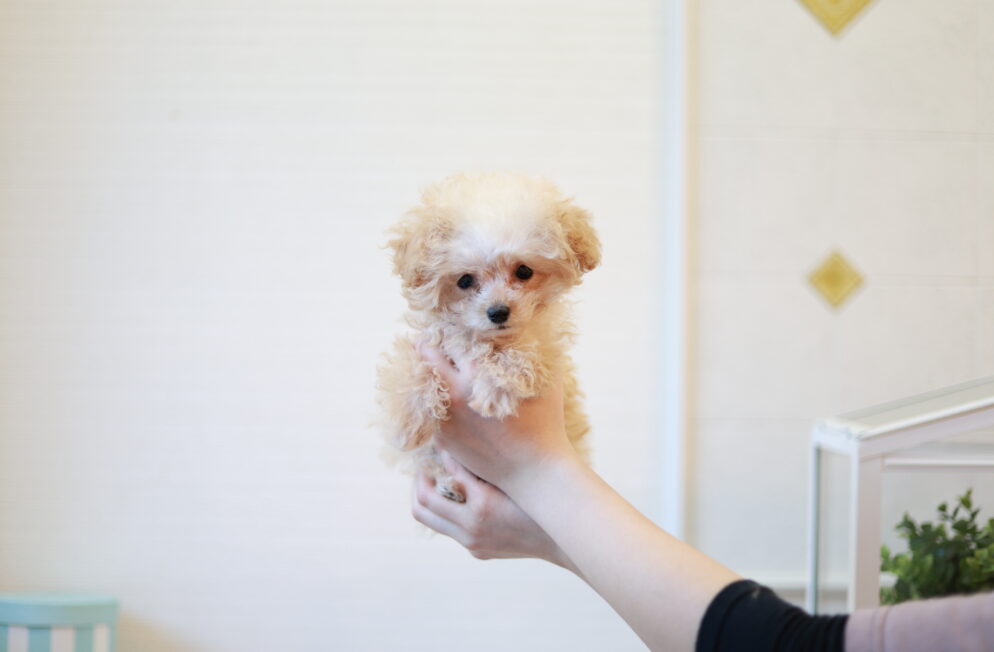 ティーカップ～小さめタイニープードル クリーム（ペール・フォーン）男の子 (仮ネーム)プリンくん