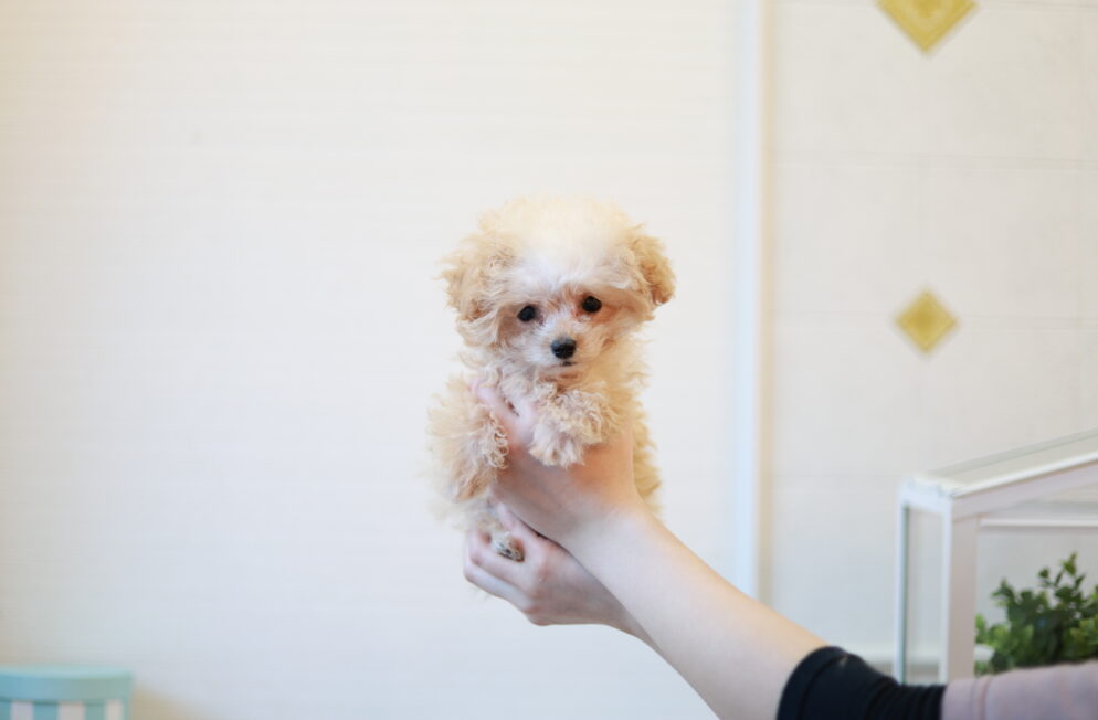 ティーカップ～小さめタイニープードル クリーム（ペール・フォーン）男の子 (仮ネーム)プリンくん