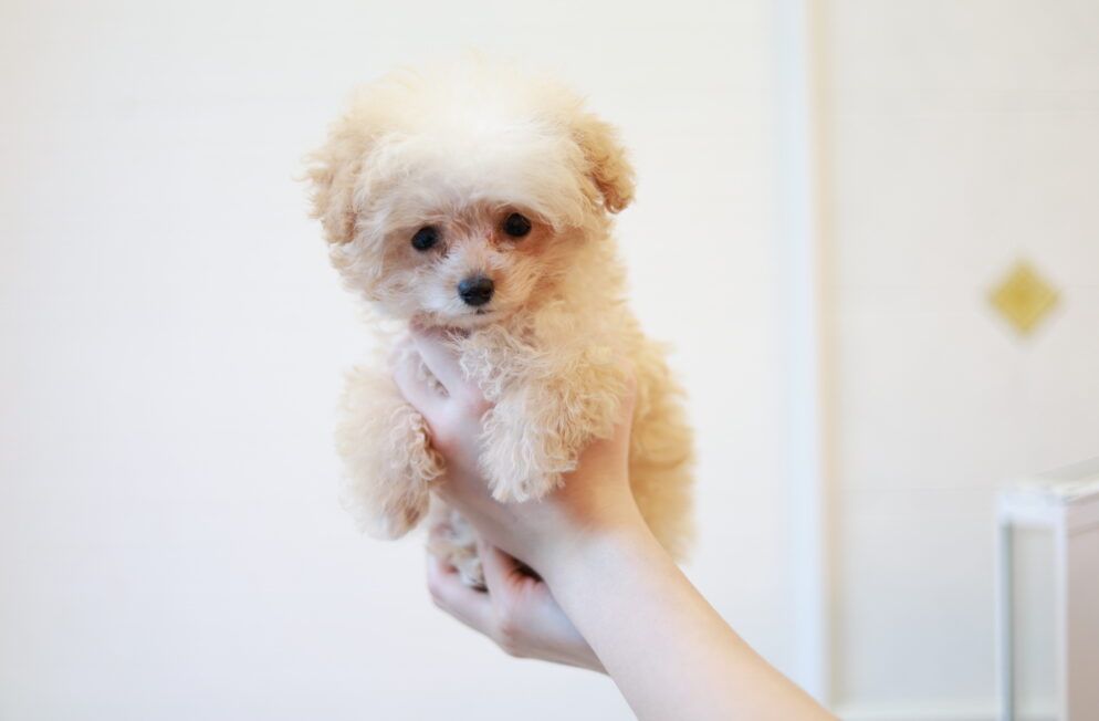 ティーカップ～小さめタイニープードル クリーム（ペール・フォーン）男の子 (仮ネーム)プリンくん