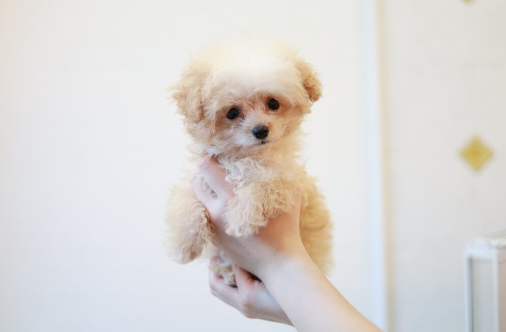 ティーカップ～小さめタイニープードル クリーム（ペール・フォーン）男の子 (仮ネーム)プリンくん