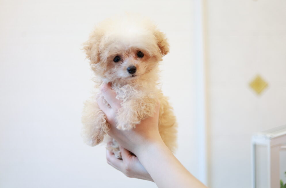 ティーカップ～小さめタイニープードル クリーム（ペール・フォーン）男の子 (仮ネーム)プリンくん