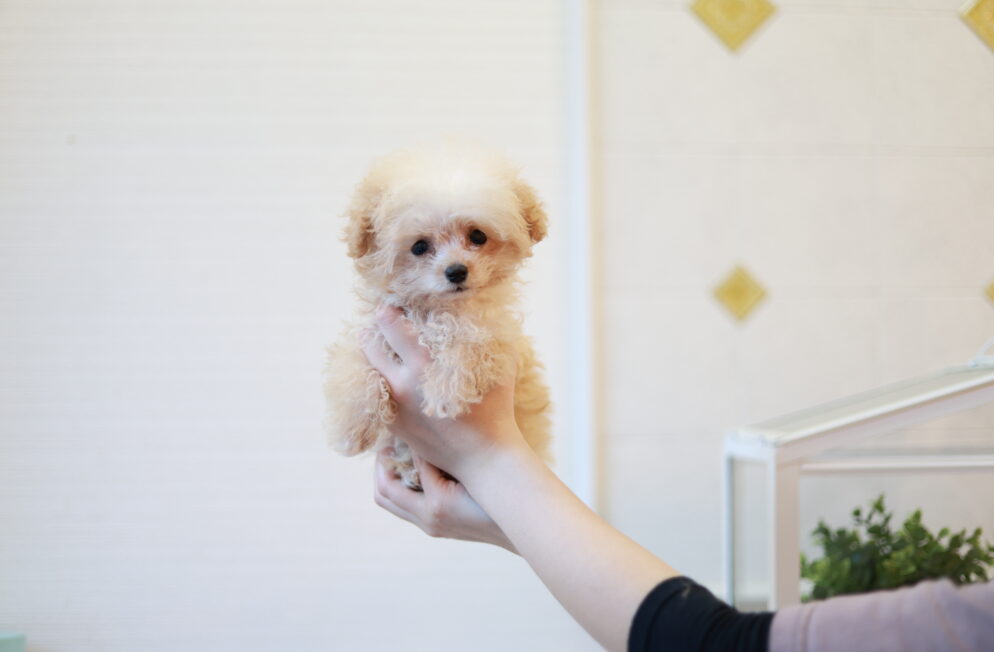 ティーカップ～小さめタイニープードル クリーム（ペール・フォーン）男の子 (仮ネーム)プリンくん