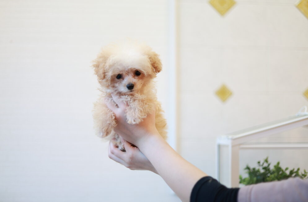 ティーカップ～小さめタイニープードル クリーム（ペール・フォーン）男の子 (仮ネーム)プリンくん